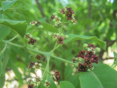 Image of Sandalwood