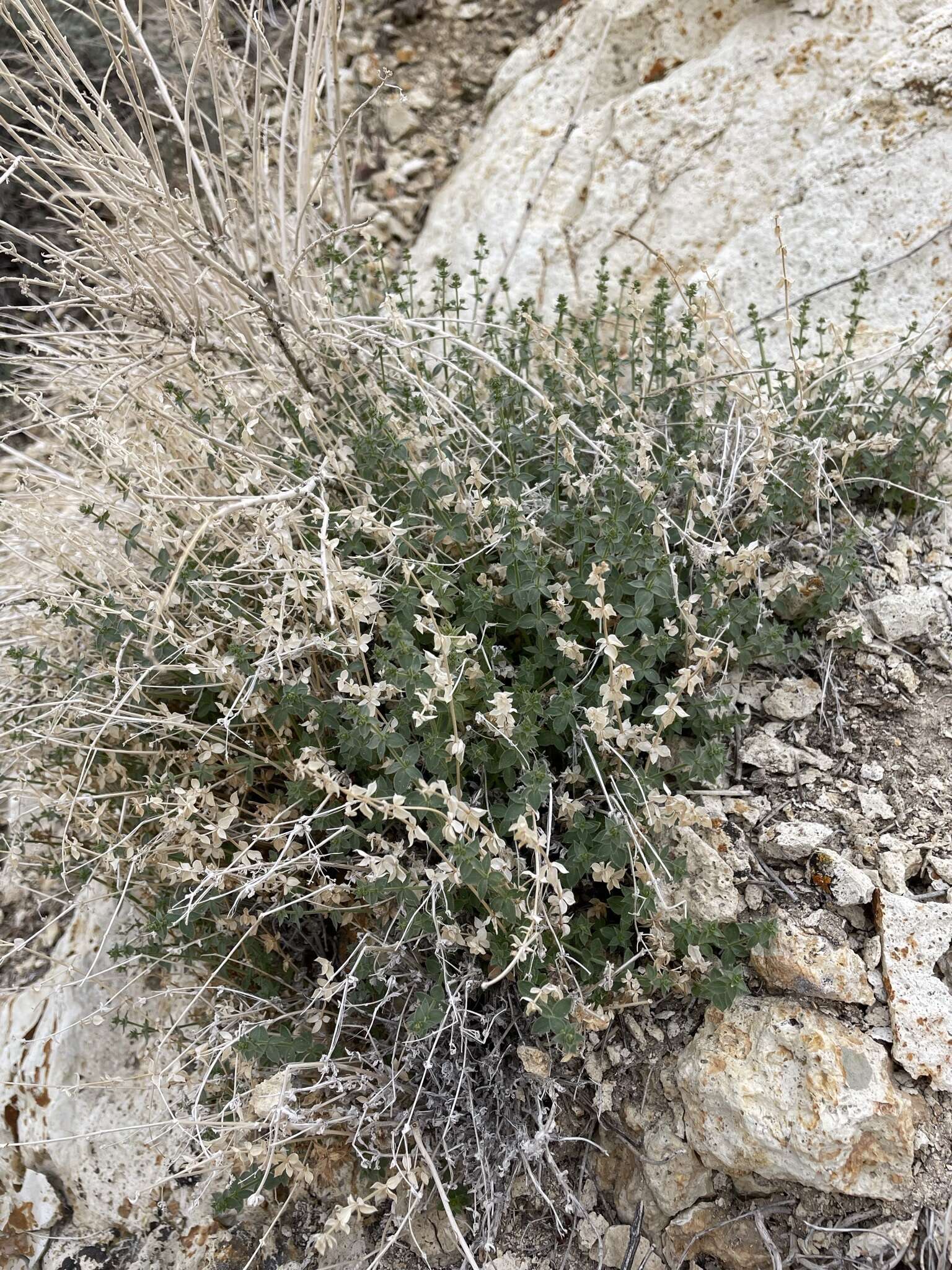 Imagem de Galium multiflorum Kellogg