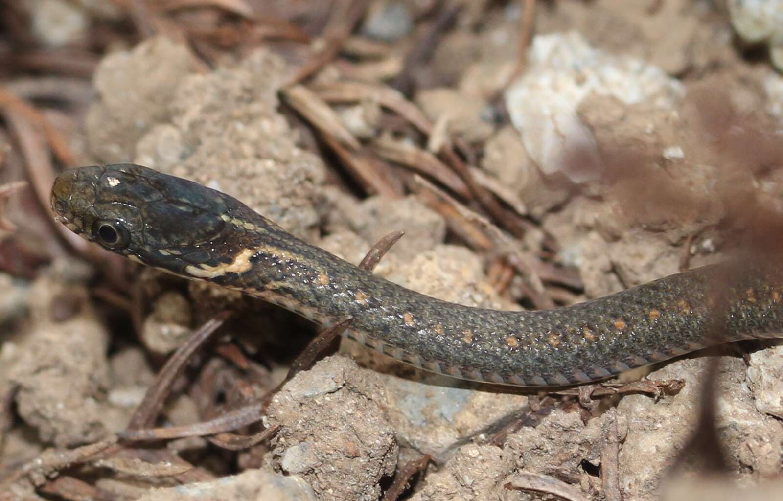 Слика од Hebius vibakari (H. Boie 1826)