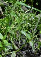 Image of Blue Water-speedwell