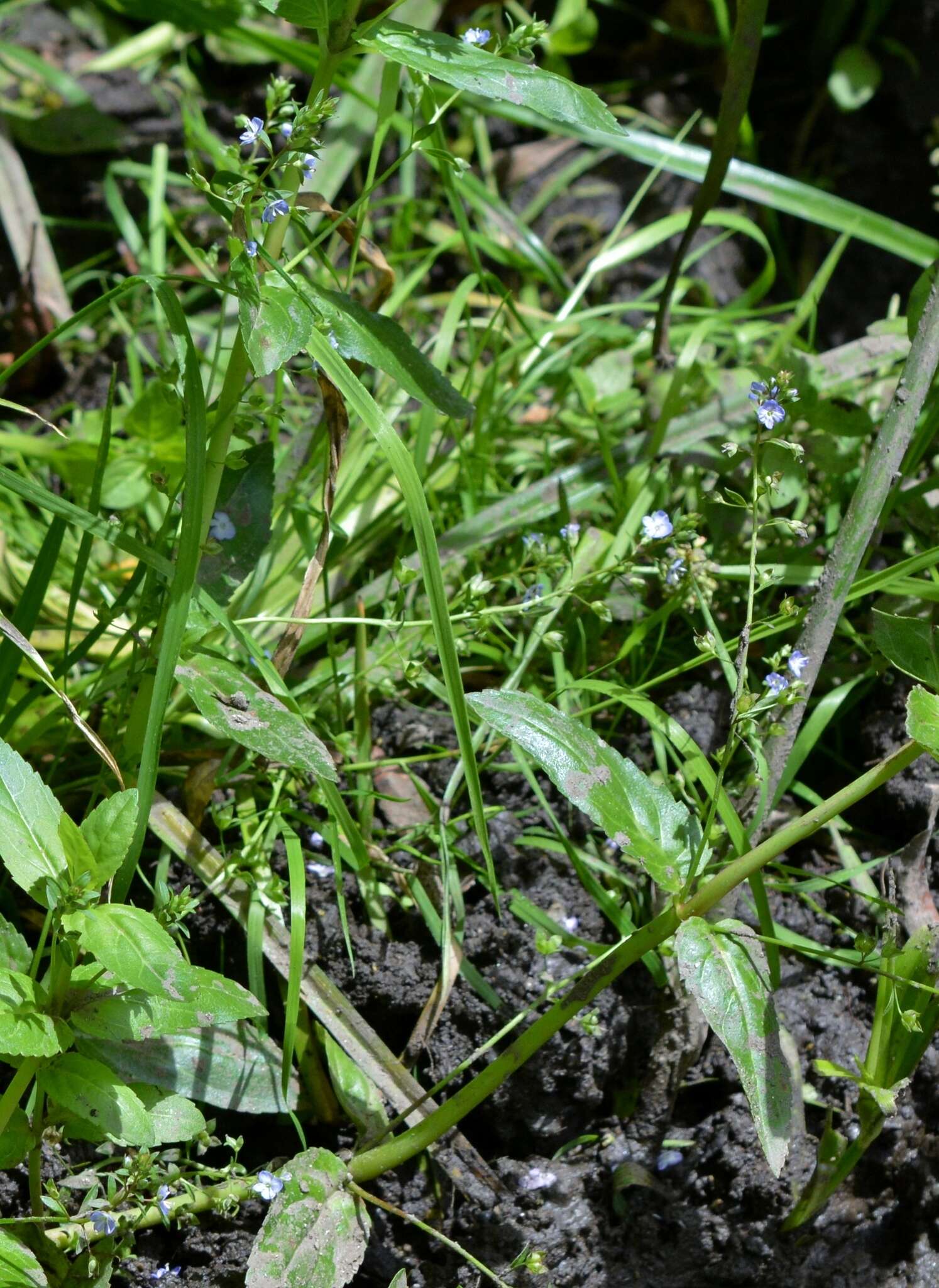 Image of Blue Water-speedwell