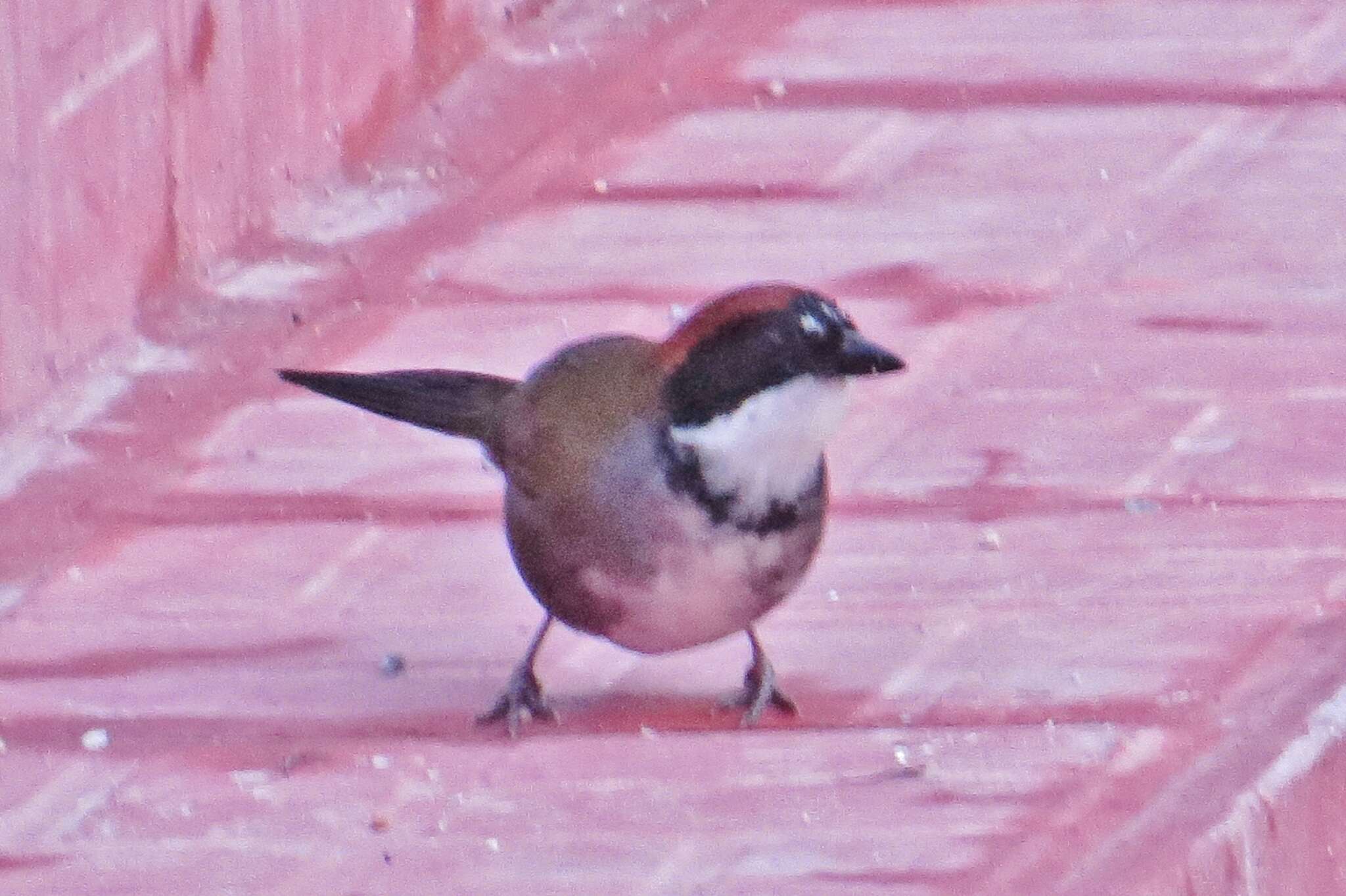 Image of Chestnut-capped Brush Finch