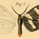 Image of Pitthea trifasciata Dewitz 1881