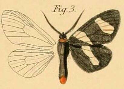 Image of Pitthea trifasciata Dewitz 1881
