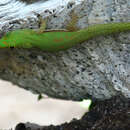 Plancia ëd Phelsuma pusilla pusilla Mertens 1964