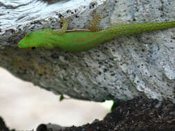 Слика од Phelsuma pusilla pusilla Mertens 1964