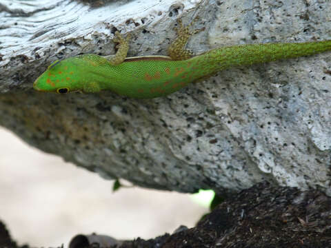 Image of Phelsuma pusilla pusilla Mertens 1964