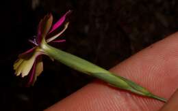 Image of Dianthus diffusus Sm.