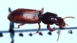 صورة Clivina (Clivina) collaris (Herbst 1784)