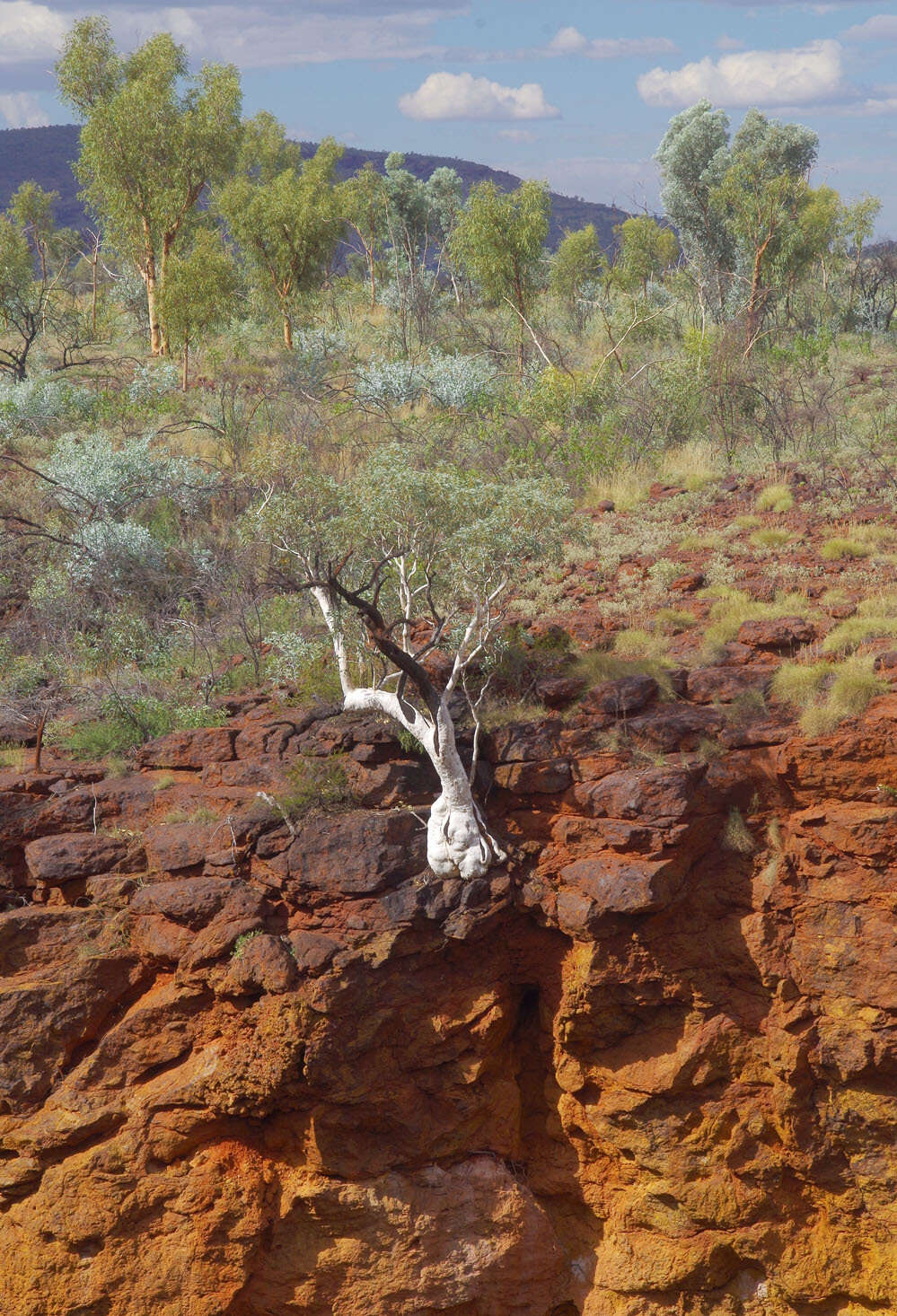 Imagem de Eucalyptus leucophloia subsp. leucophloia