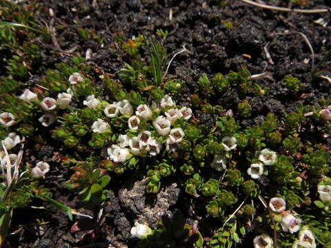 Plancia ëd Gaultheria caespitosa Poepp. & Endl.