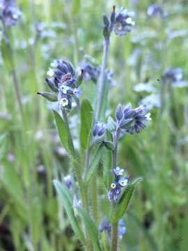 Image of changing forget-me-not