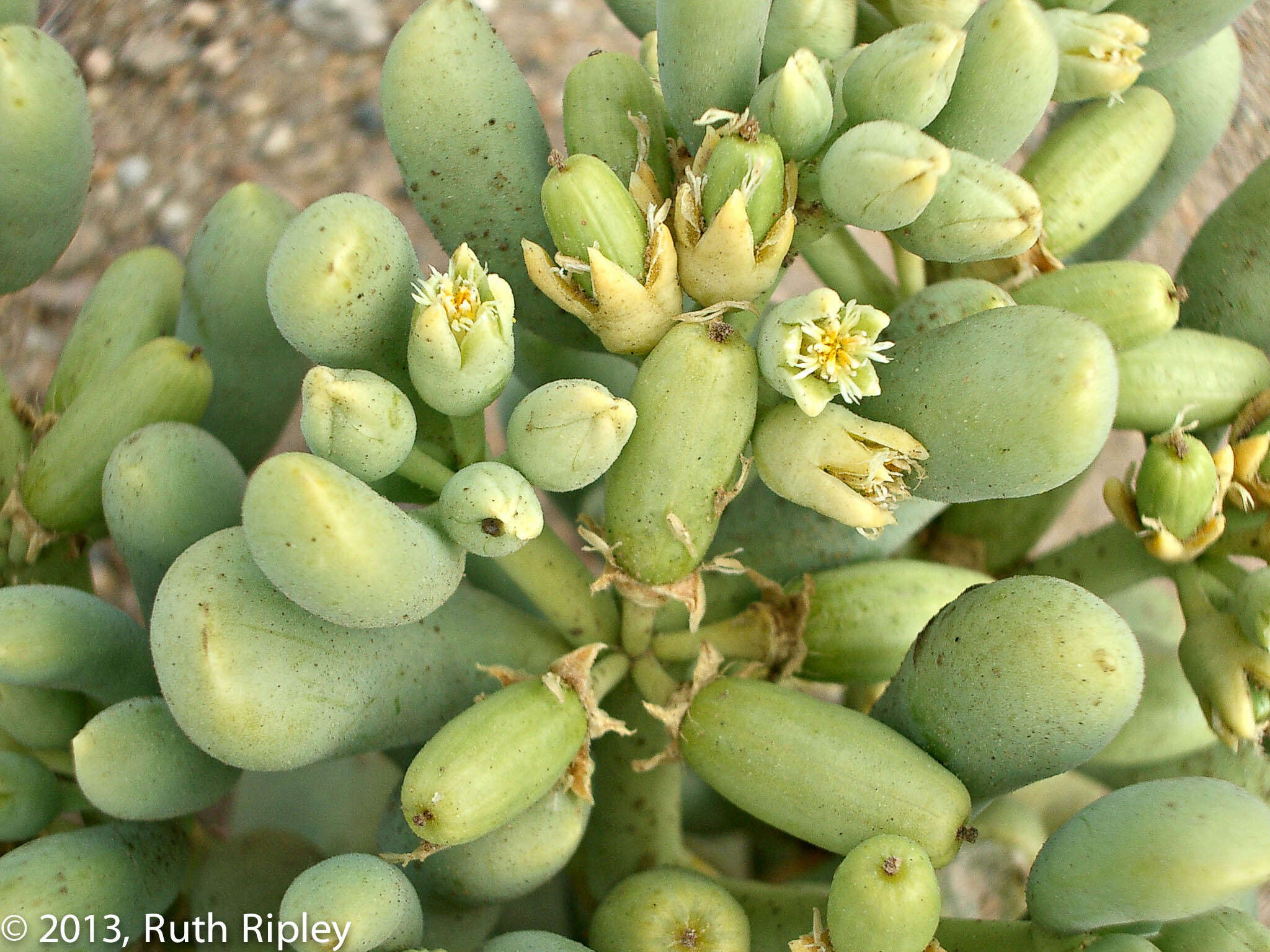 صورة Augea capensis Thunb.