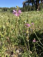 Image of Wenatchee Mountains checkermallow