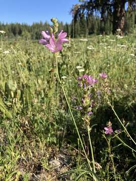 Image of Wenatchee Mountains checkermallow