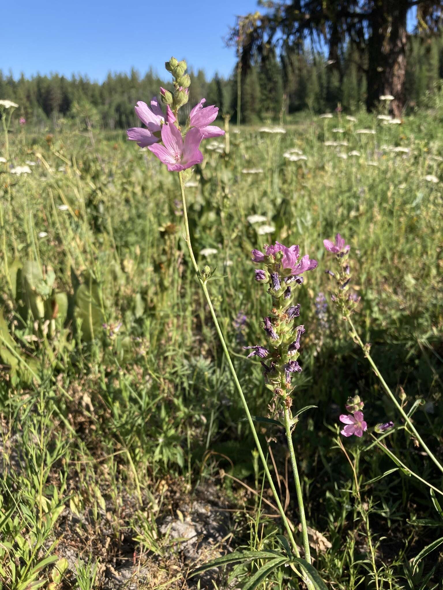 صورة Sidalcea oregana subsp. oregana