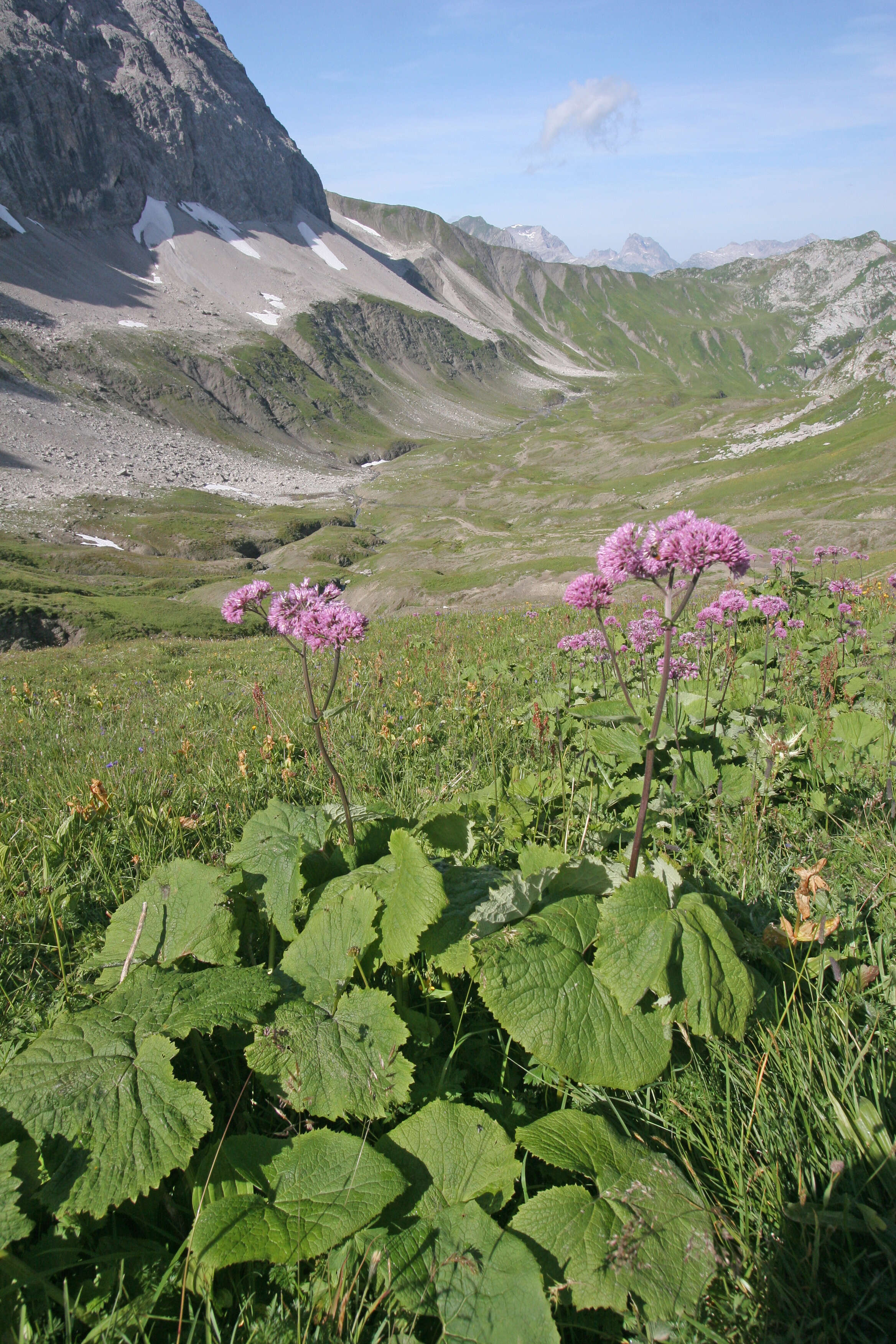 Image de Adénostyle à feuilles d'alliaire