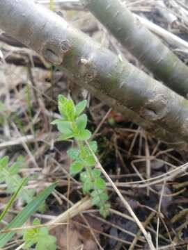 Image of Cruciata glabra subsp. krylovii (Iljin) E. G. Naumova