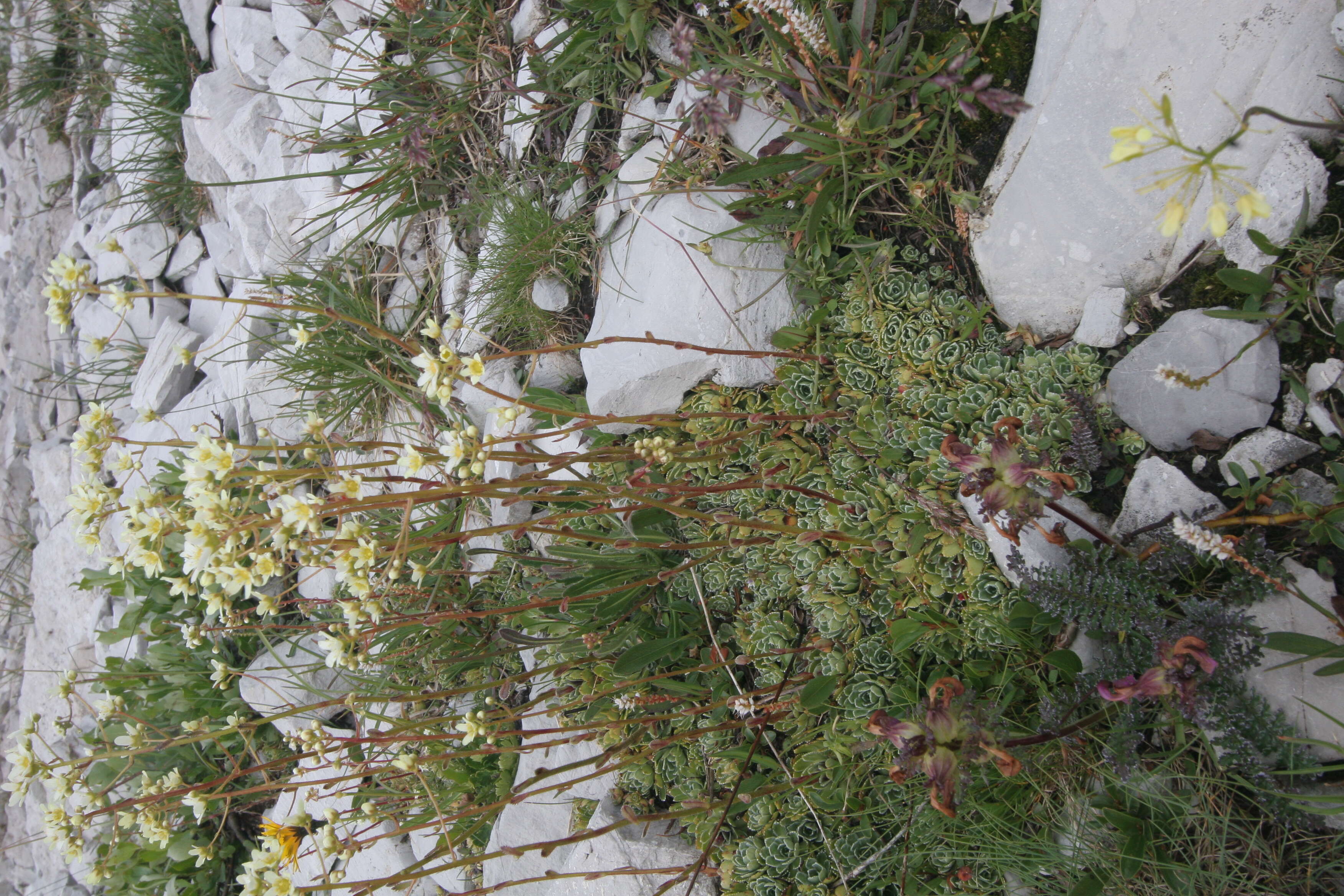 Image of Livelong Saxifrage