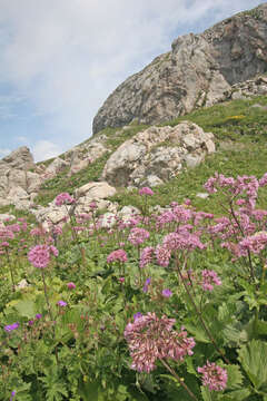 Image of Hedge-leaved Adenostyle