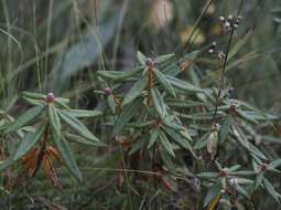 Imagem de Rhododendron groenlandicum (Oeder) K. A. Kron & W. S. Judd