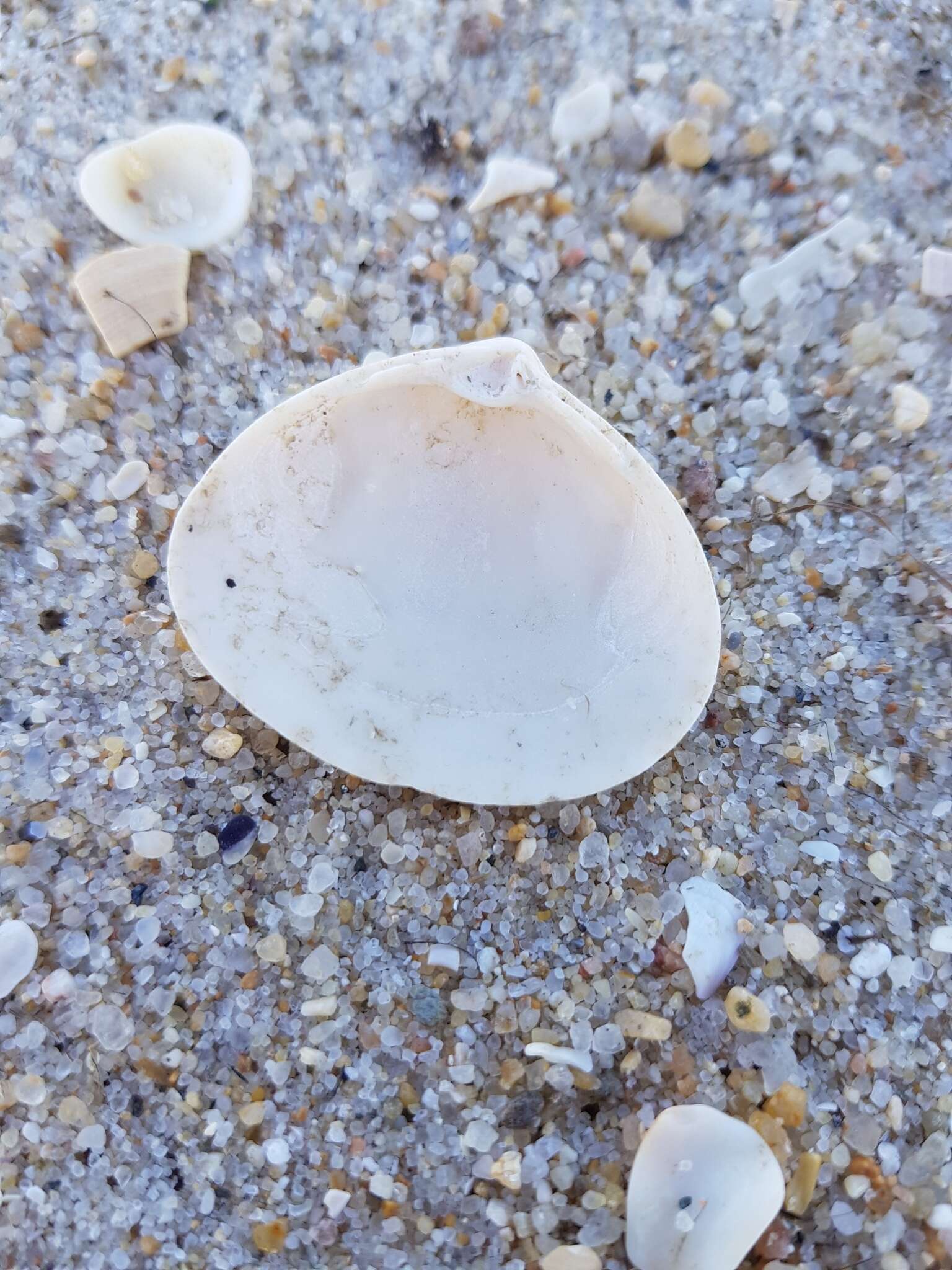 Image of surf clam