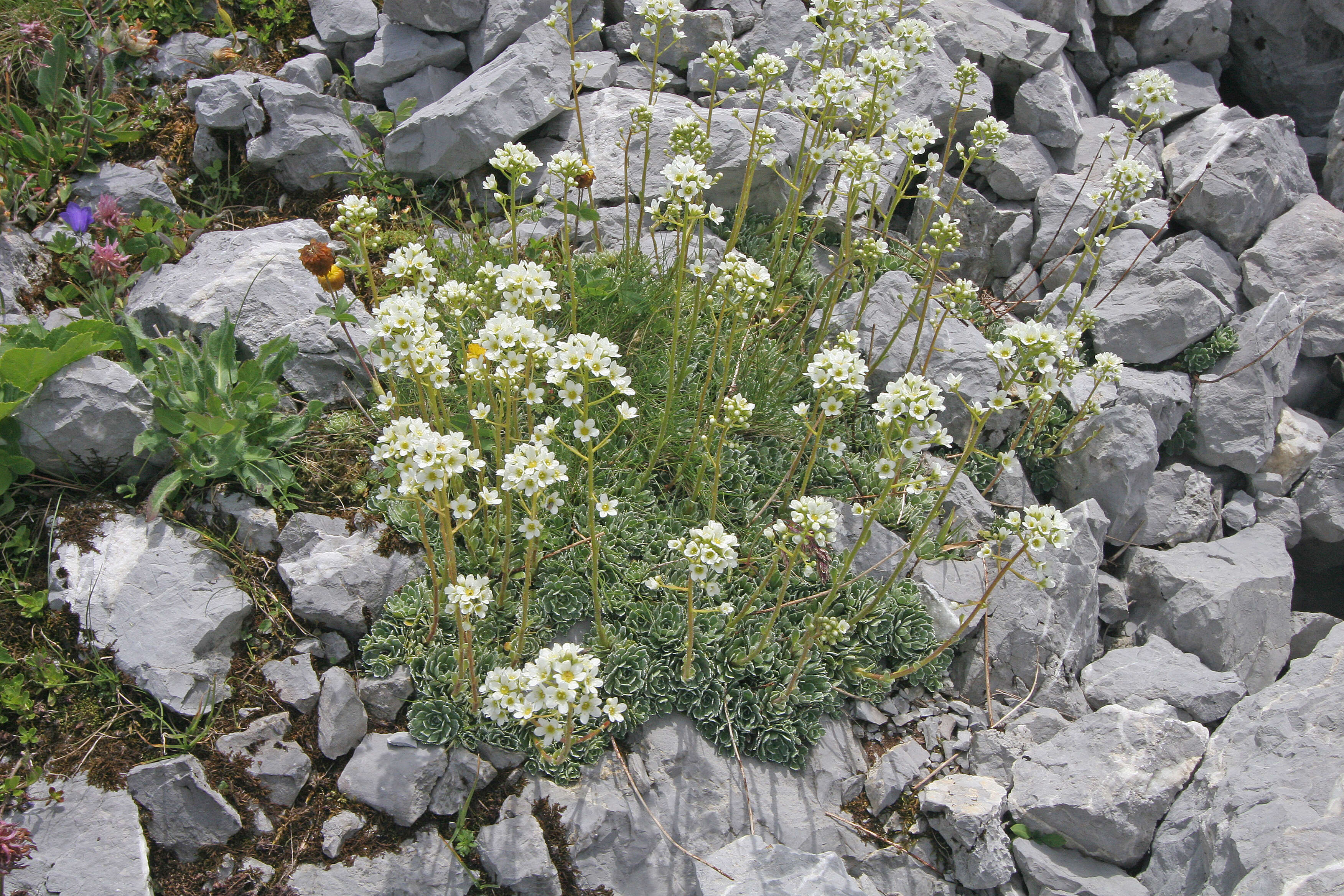 Image of Livelong Saxifrage