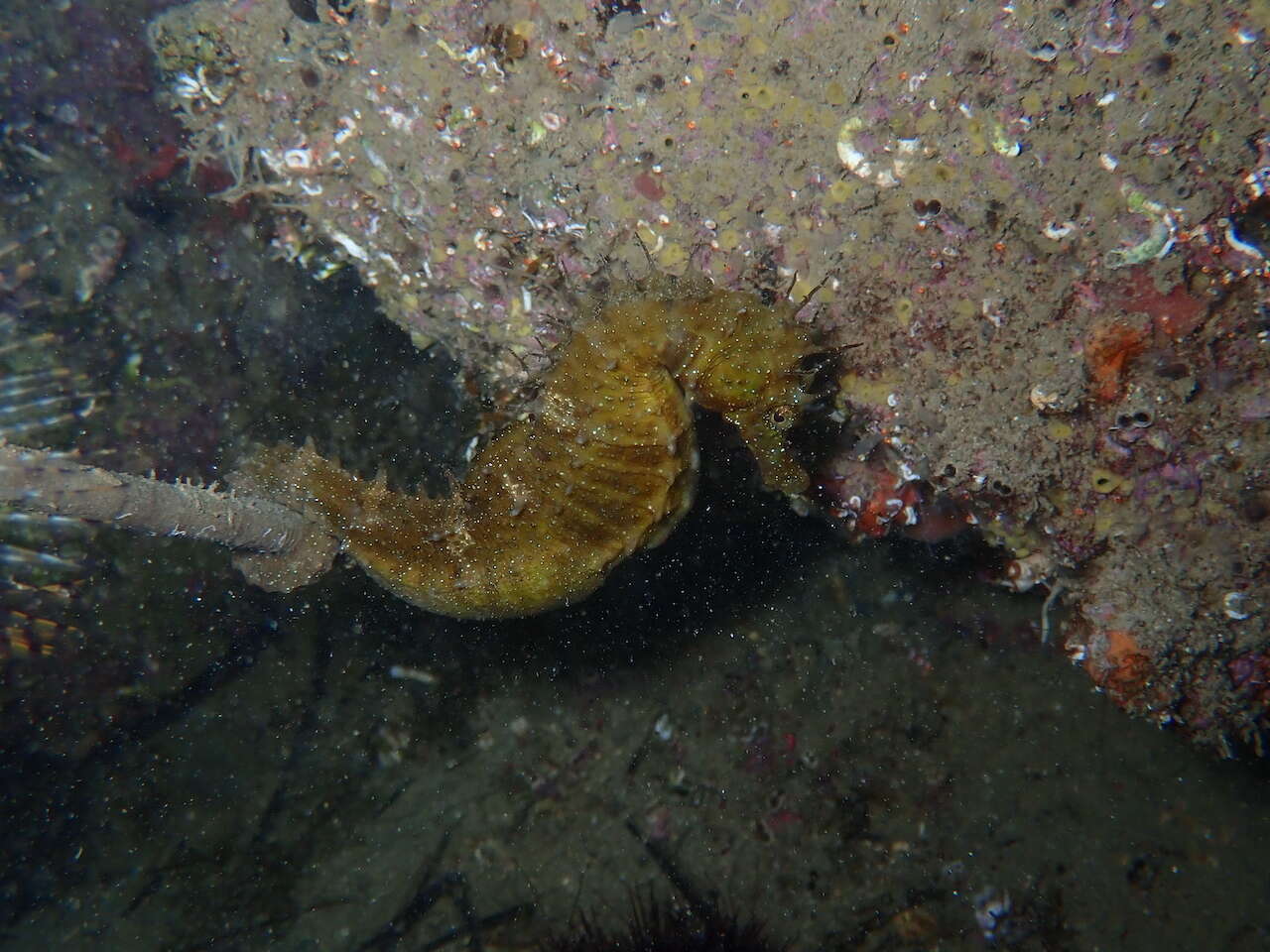 Image of Long-snouted Seahorse