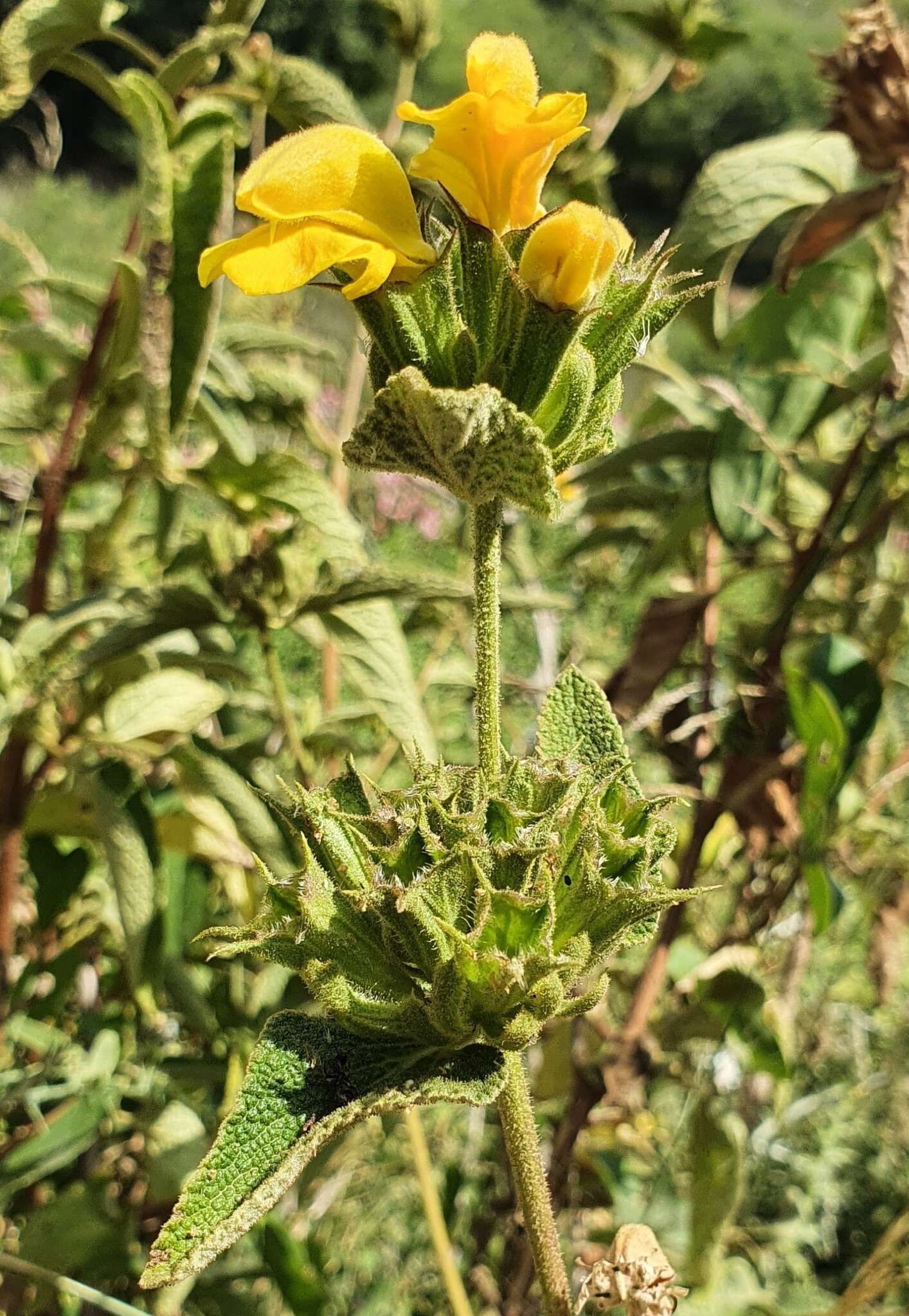 Image of Phlomis viscosa Poir.