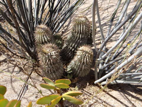 Image of Ceropegia currorii subsp. currorii