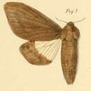 Image of Gonometa bicolor Dewitz 1881