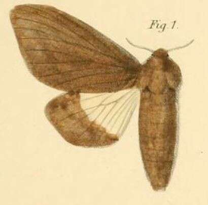 Image of Gonometa bicolor Dewitz 1881