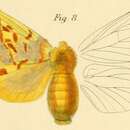 Image of Chrysopsyche mirifica Butler 1878