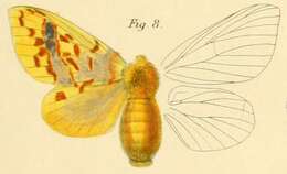 Image of Chrysopsyche mirifica Butler 1878