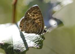 Image of Lang's Short-tailed Blue