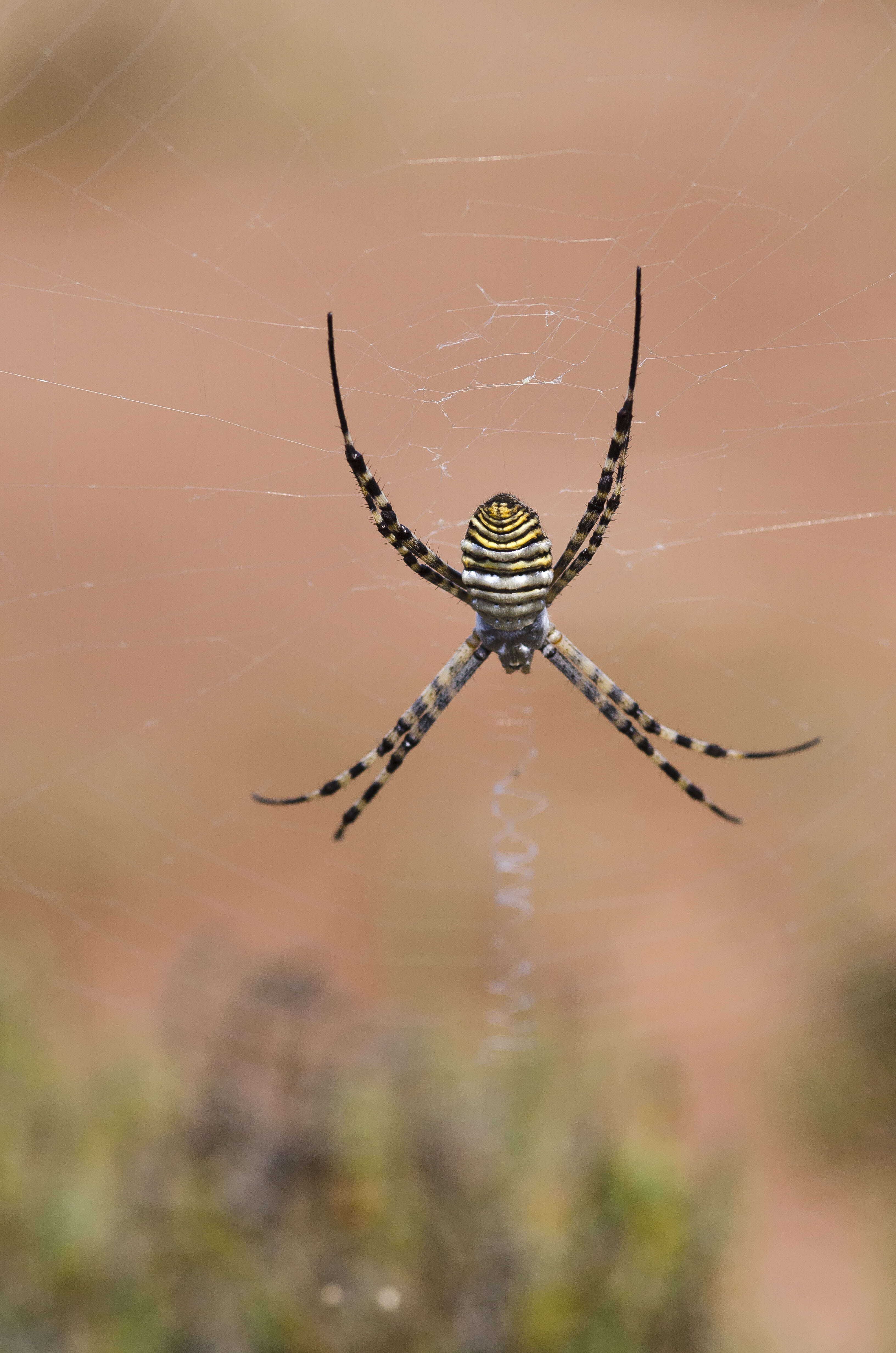 Image of Banded Argiope