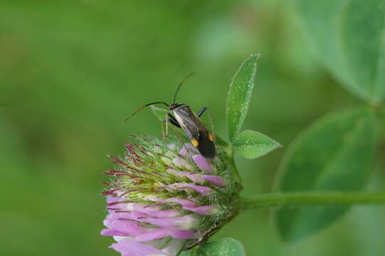 Adelphocoris seticornis (Fabricius 1775)的圖片