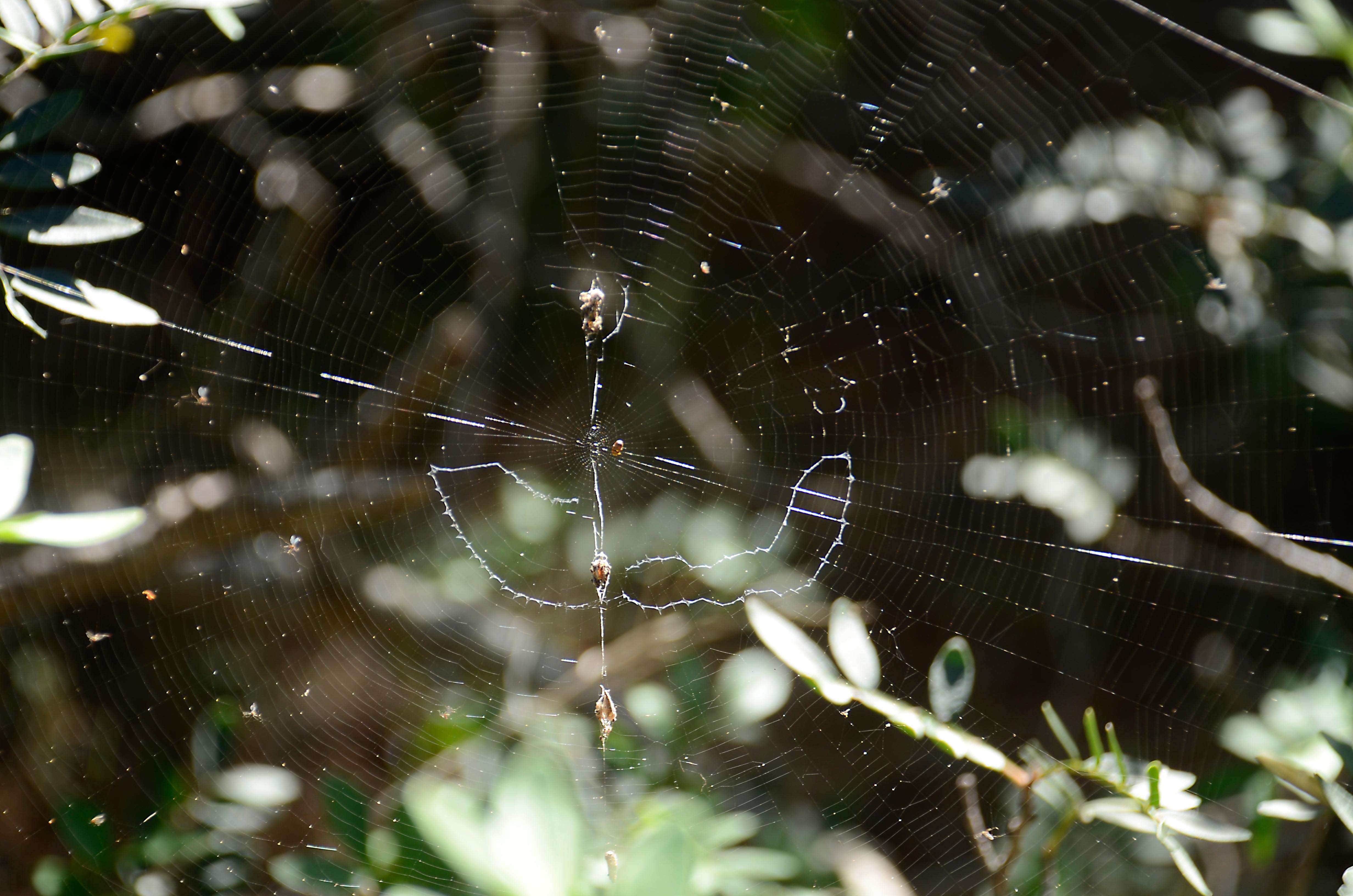 Image of Argiope lobata (Pallas 1772)