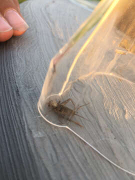 Image of Tropical House Cricket