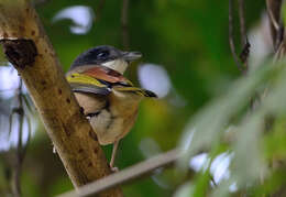 Imagem de Pteruthius aeralatus Blyth 1855