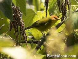 Image of Rust-and-yellow Tanager