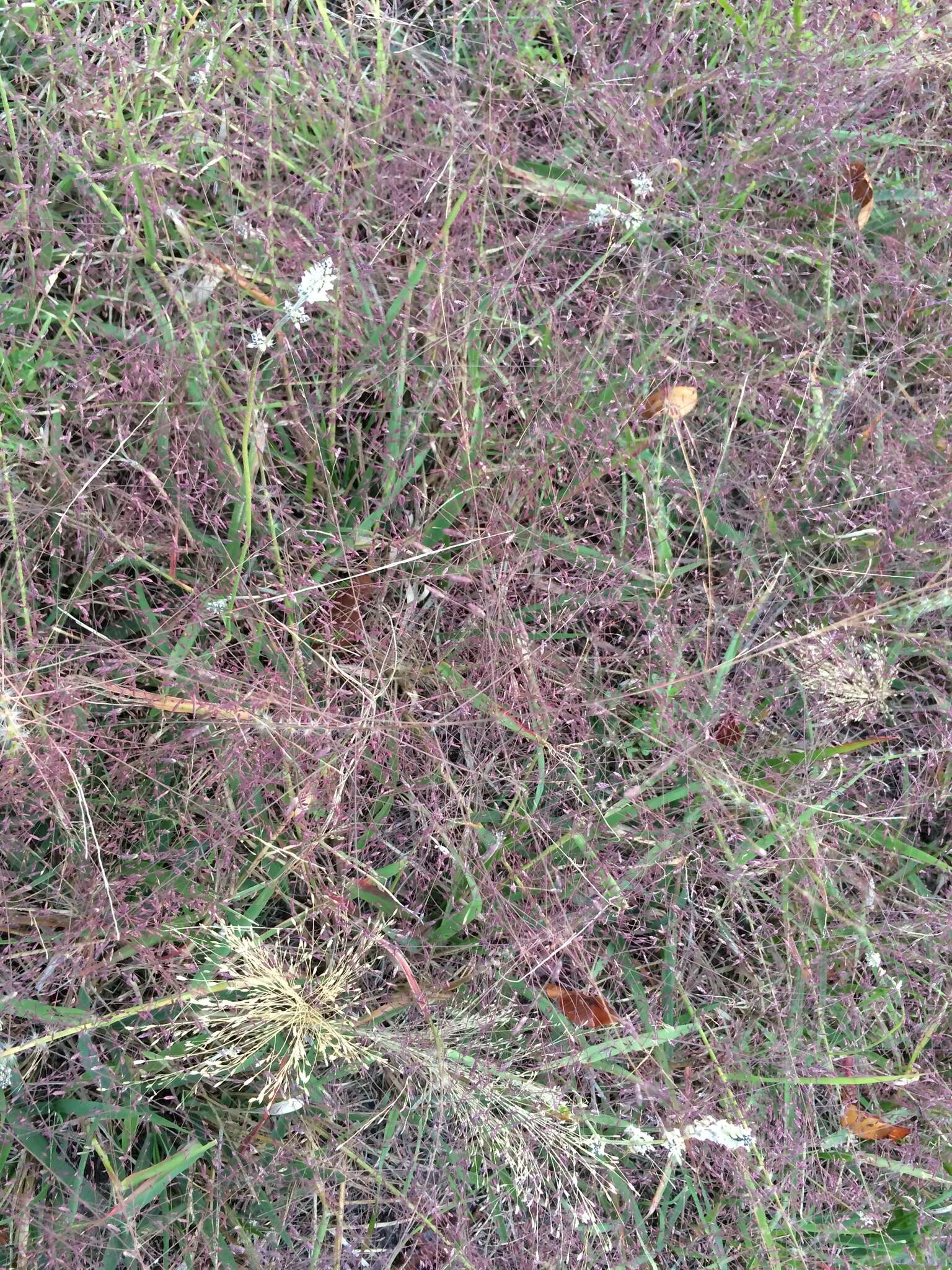 Image of Petticoat-Climber