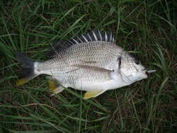 Image of Blackhead Seabream