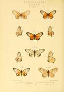 Image de Acraea iturina Grose-Smith 1890