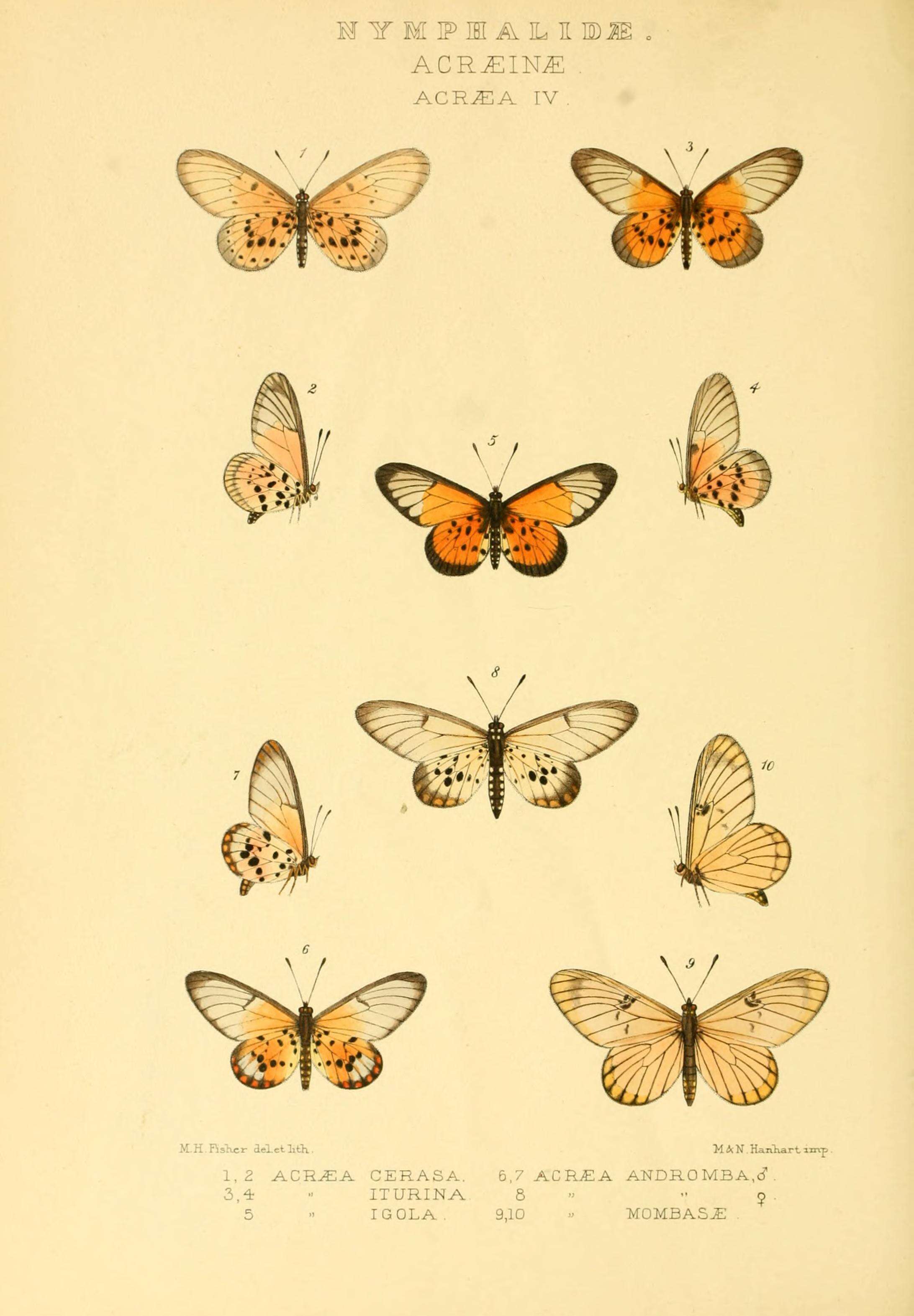 Image de Acraea iturina Grose-Smith 1890