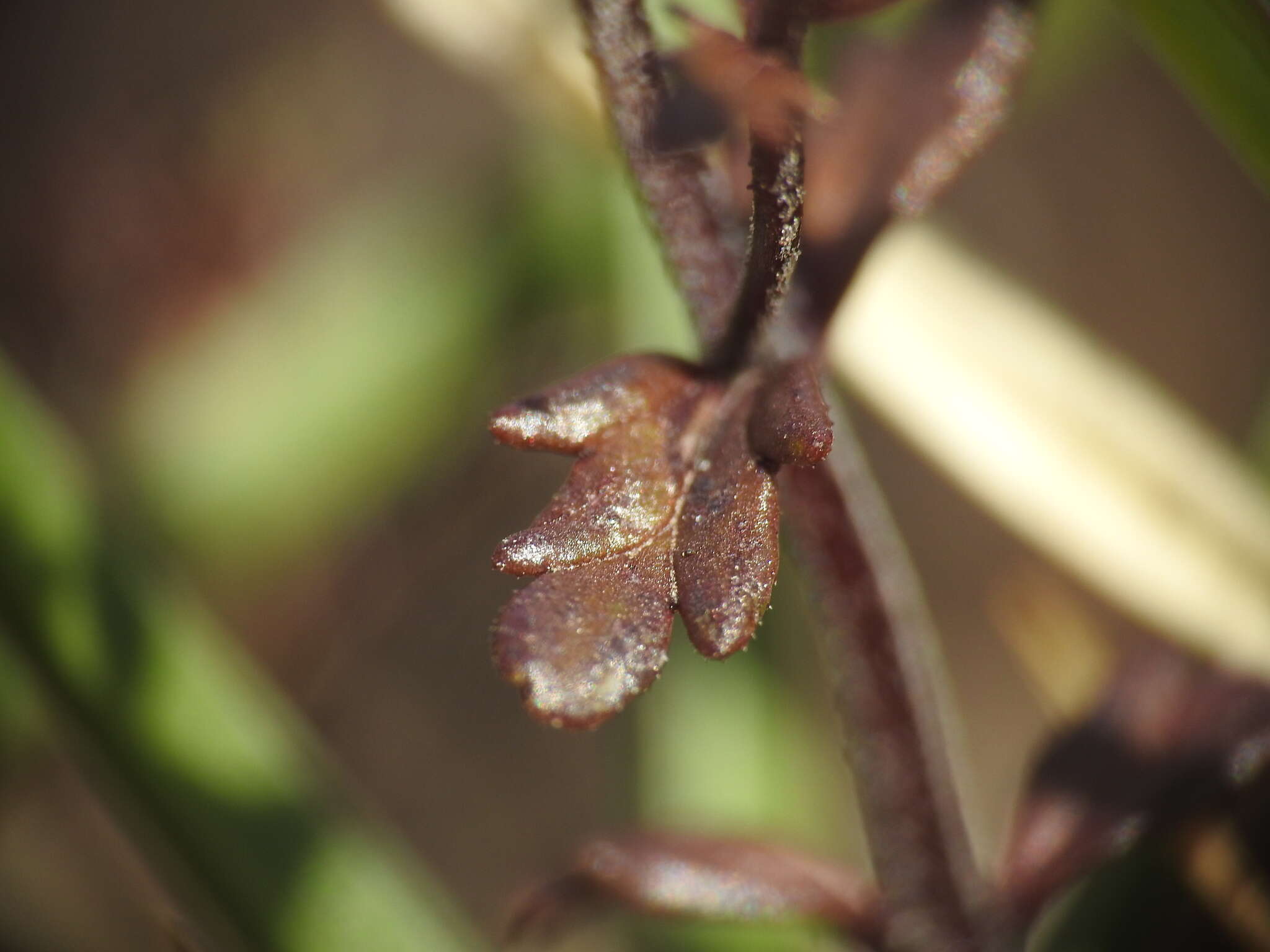 Imagem de Euphrasia salisburgensis Funck