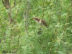 Image of Yellow-billed Cuckoo