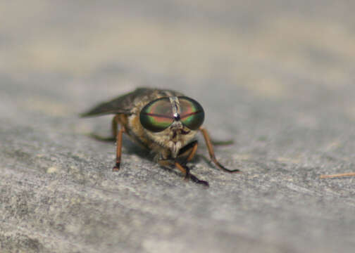 Image of pale giant horse-fly