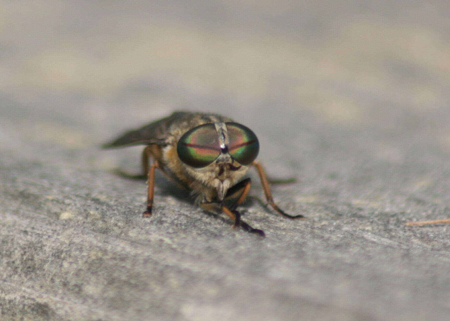 Image of pale giant horse-fly