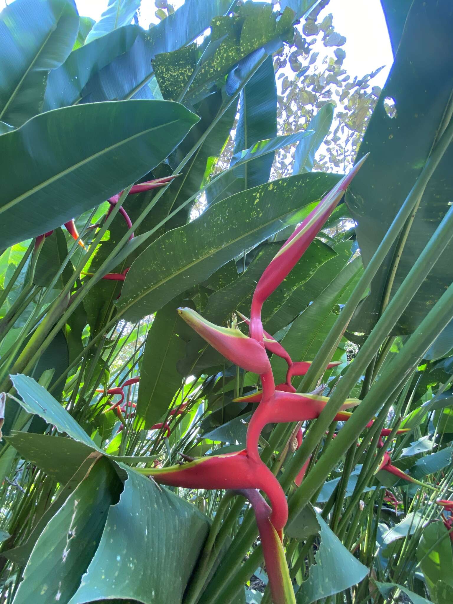 Image of Heliconia rauliniana Barreiros